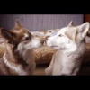 Husky mood 9