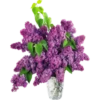 Flores de todos os tipos 11
