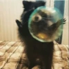 My Evil Raccoon 11