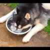 Husky mood 11