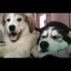 Husky mood 12