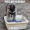 imgfilip.com
PISS OFF ALREADY
I'M BUSY!
