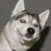 Husky mood 13