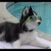 Husky mood 14
