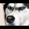 Husky mood 15