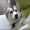 Husky mood 16
