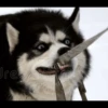 Husky mood 17