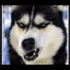 Husky mood 18