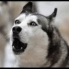 Husky mood 19