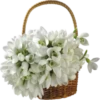 Flores de todos os tipos 23