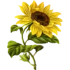 Flores de todos os tipos 26