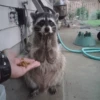 My Evil Raccoon 29