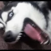 Husky mood 20