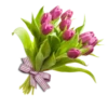 Flores de todos os tipos 27
