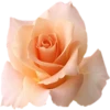 Flores de todos os tipos 28