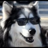 Husky mood 21