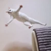 Kitty lub 5