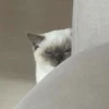 cats?? cats!! cats 5