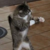 Kitty lub 6