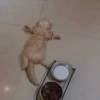 cats?? cats!! cats 6