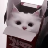 CUTE CATS 5