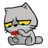 Mister kis x 7