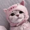 CUTE CATS 6