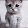 CUTE CATS 7