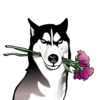 Husky memes 6