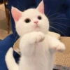 cats?? cats!! cats 7