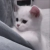 CUTE CATS 8
