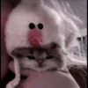 CUTE CATS 9