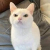 cats?? cats!! cats 8
