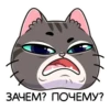 meowr_vk 7
