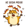 Hamster 7