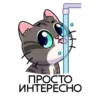 meowr_vk 11