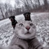CUTE CATS 10