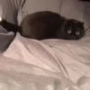 Kitty lub 12