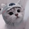 CUTE CATS 11