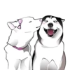 Husky memes 11