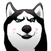 Husky memes 12