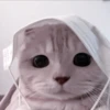 CUTE CATS 12