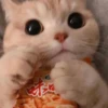 cats?? cats!! cats 9