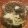 cats?? cats!! cats 10