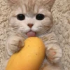 cats?? cats!! cats 11