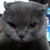 Kitty lub 15