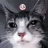 CUTE CATS 13