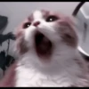 CUTE CATS 14
