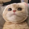 cats?? cats!! cats 12