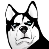 Husky memes 14